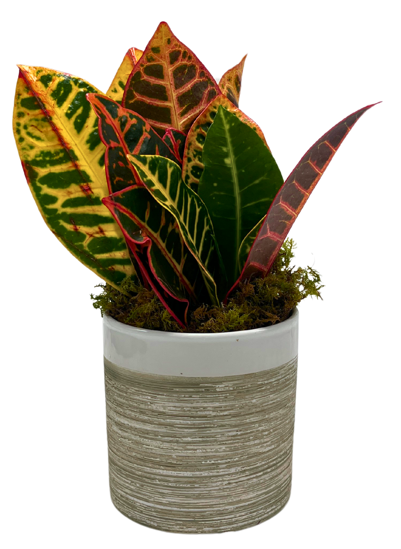 $30 Green Plant