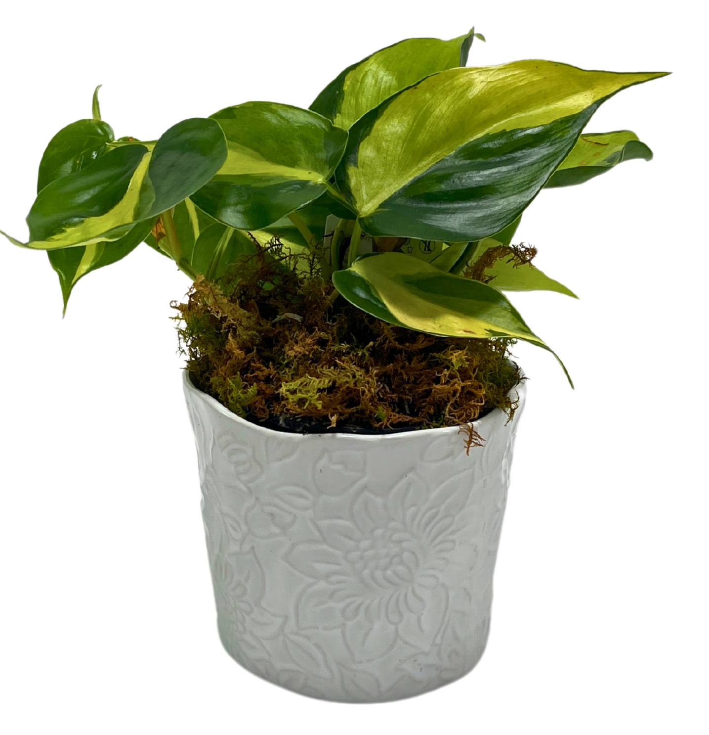 $30 Green Plant