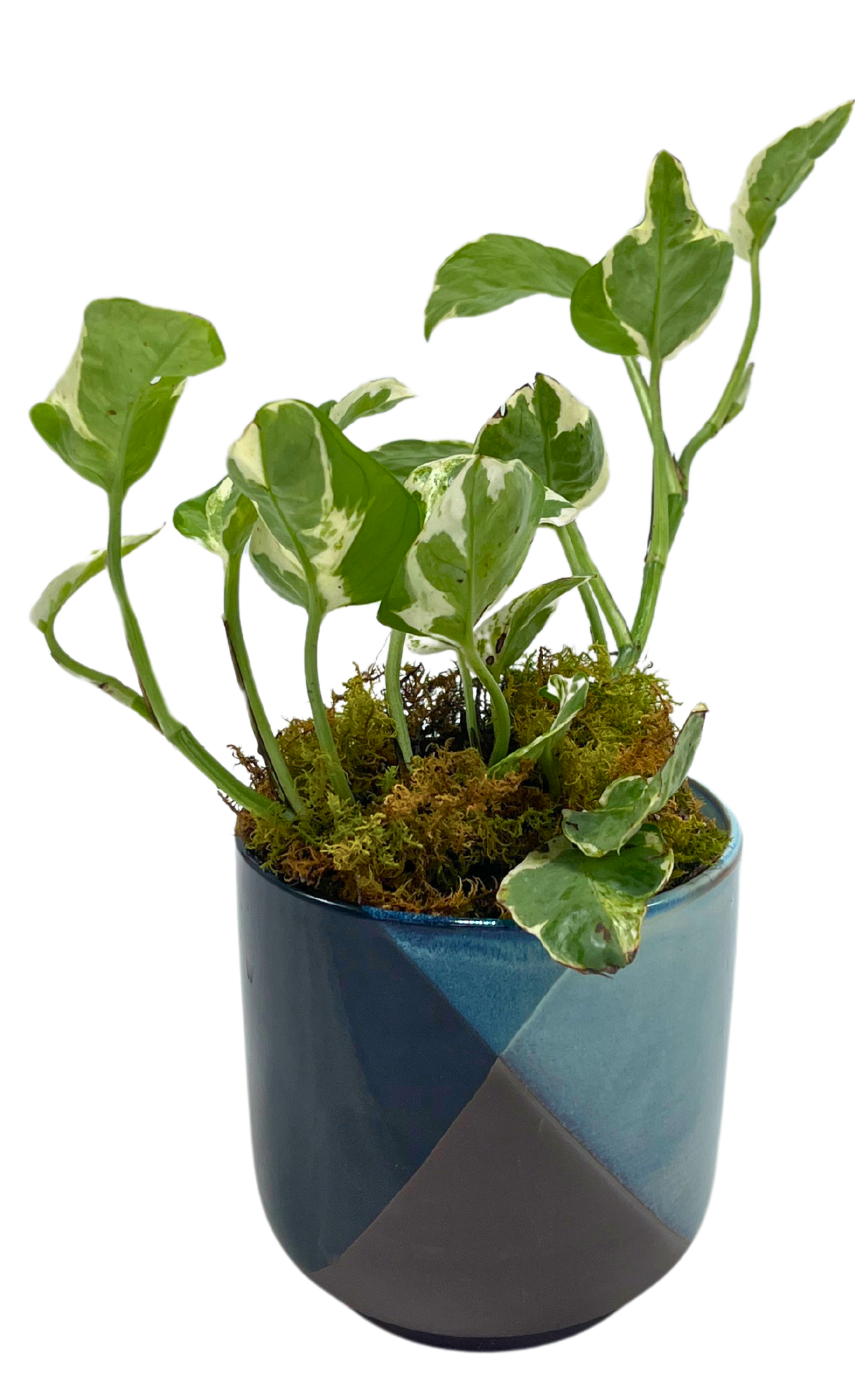 $30 Green Plant