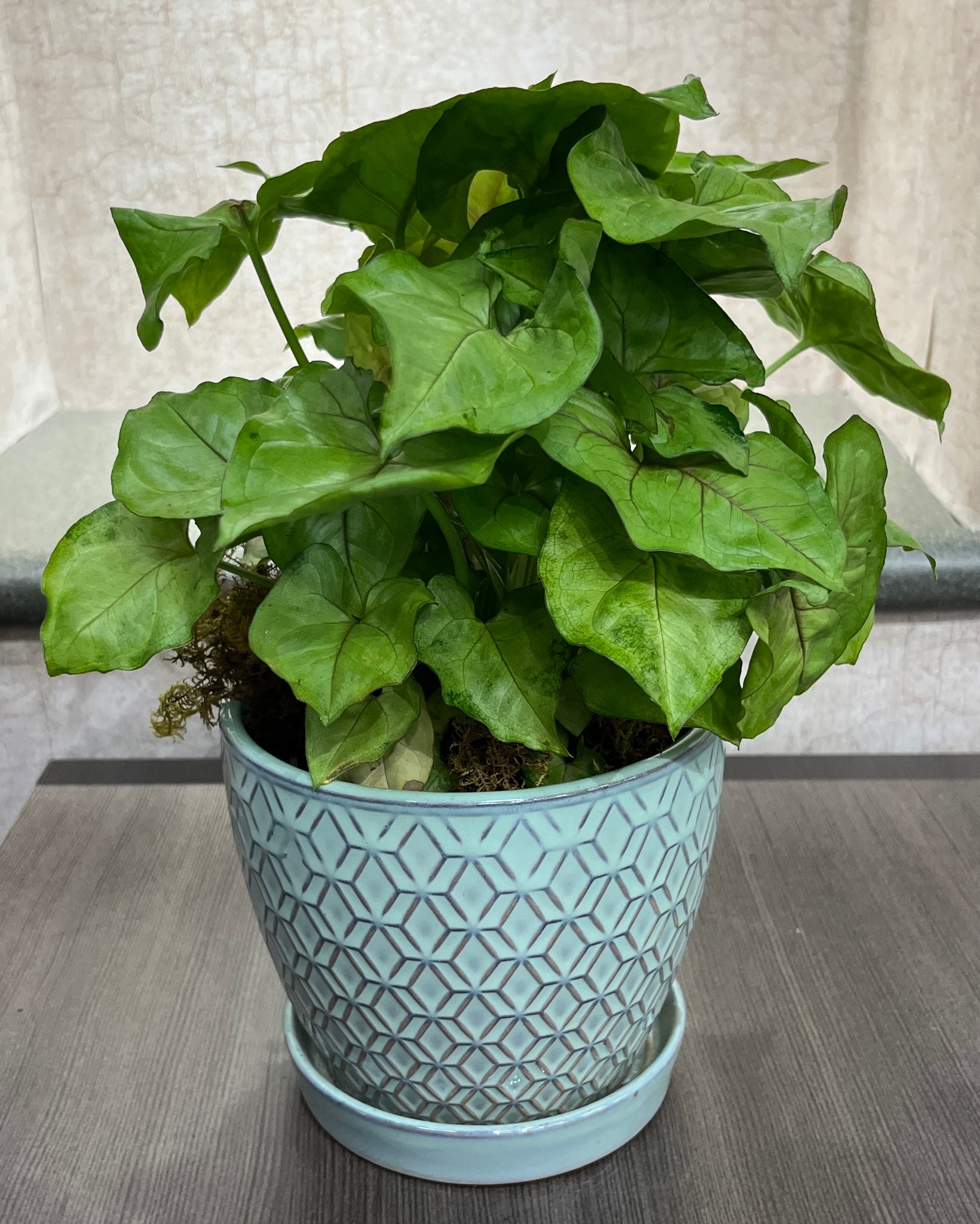 $35 Green Plant