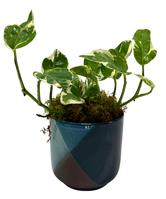 $30 Green Plant