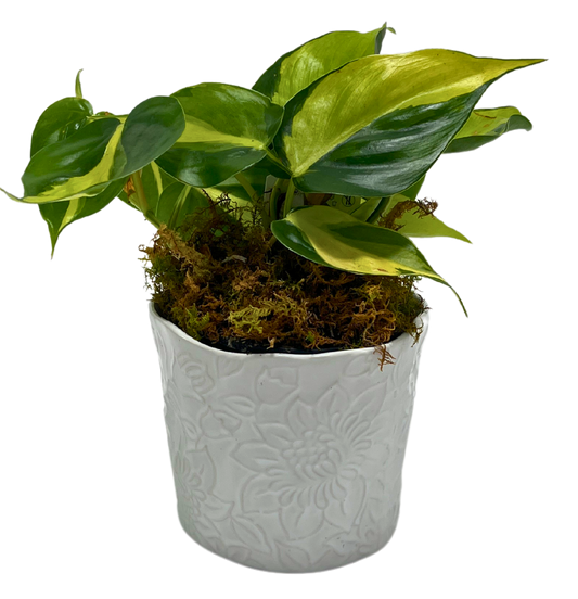 $30 Green Plant