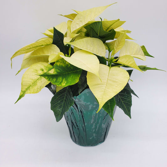 Poinsettia - 6" w/ Foil Cover